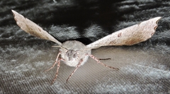 Oenochroma vetustaria