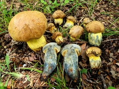 Boletus luridellus