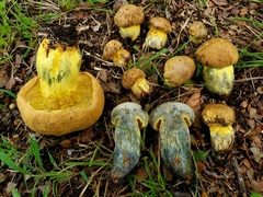 Boletus luridellus