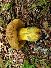 Boletus luridellus