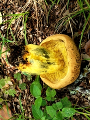 Boletus luridellus