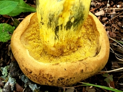 Boletus luridellus