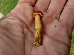 Boletus harrisonii