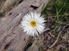 Chrysocephalum baxteri