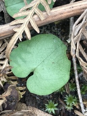 Cyrtostylis reniformis