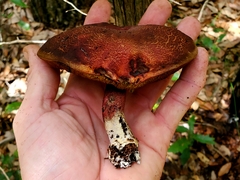Boletus paulae