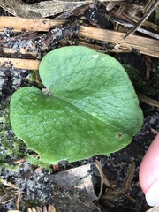 Cyrtostylis reniformis