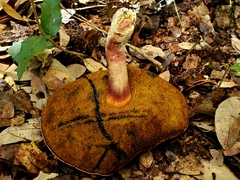 Boletus paulae