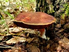 Boletus paulae