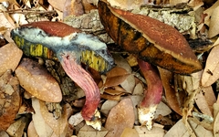 Boletus paulae