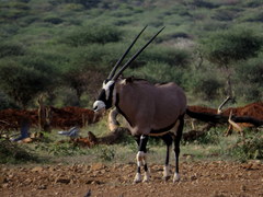 Oryx gazella