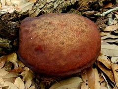 Boletus paulae
