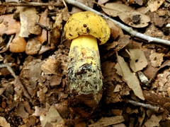 Neoboletus pseudosulphureus