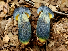 Neoboletus pseudosulphureus