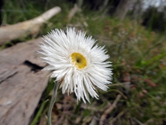 Chrysocephalum baxteri