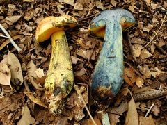 Boletus fairchildianus