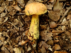 Boletus fairchildianus