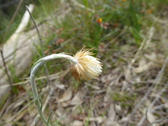Chrysocephalum baxteri