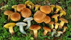 Boletus luridellus