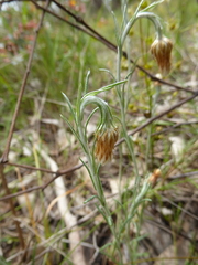 Chrysocephalum baxteri
