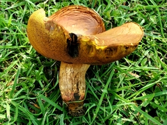 Boletus luridellus