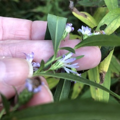 Symphyotrichum lanceolatum lanceolatum