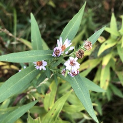 Symphyotrichum lanceolatum lanceolatum