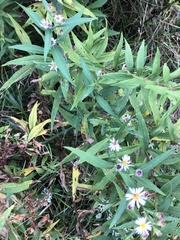 Symphyotrichum lanceolatum lanceolatum