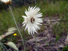 Chrysocephalum baxteri
