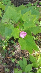 Rubus odoratus