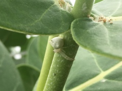 Thomisus spectabilis