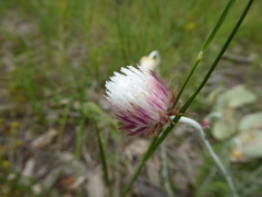 Chrysocephalum baxteri