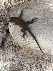 Sceloporus occidentalis