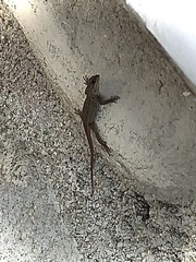 Sceloporus occidentalis