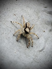 Menemerus bivittatus