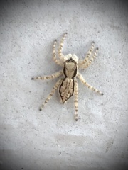 Menemerus bivittatus