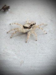 Menemerus bivittatus