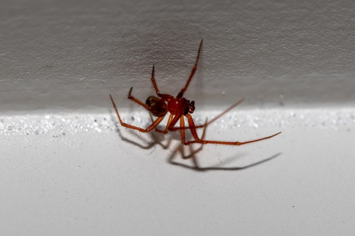 Red House Spider photo 6