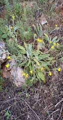 Goodenia robusta