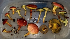 Boletus harrisonii