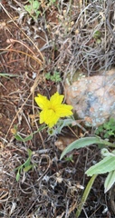 Goodenia robusta