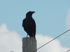 Corvus cryptoleucus