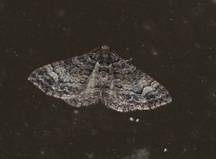 Eucymatoge peplodes