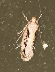 Leptocroca sanguinolenta