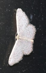 Idaea costaria