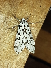 Eucereon tigrata