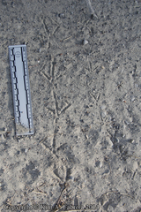 Callipepla californica