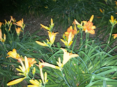 Hemerocallis