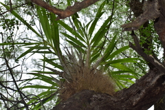 Cyrtopodium punctatum