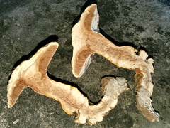 Ganoderma ravenelii